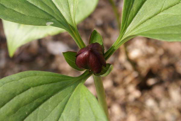 Trillium sulcatum