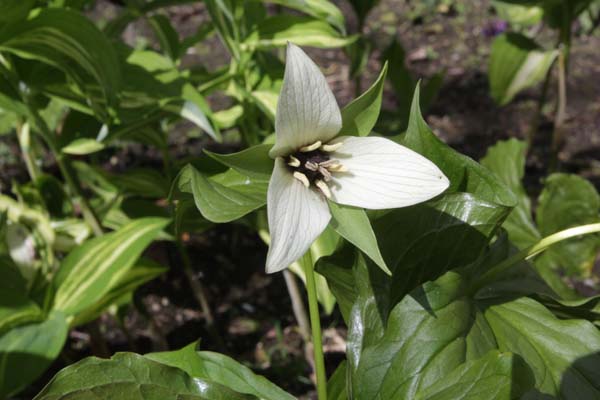 Trillium sulcatum albolutescens