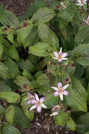 TRICYRTIS 'Tojen'