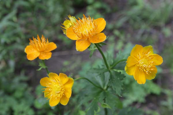 TROLLIUS chinensis macropetalus (coll. Primorskiy)
