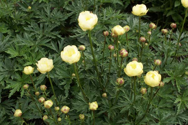 Trollius