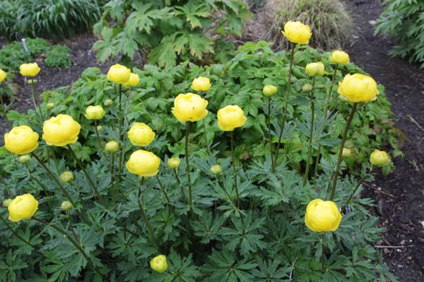 TROLLIUS x cultorum 'Lemon Queen'