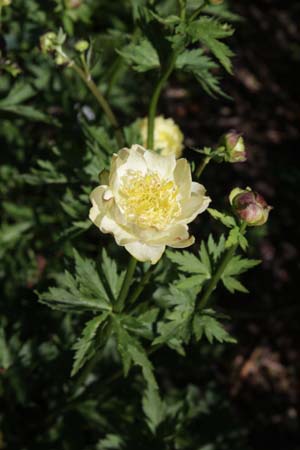 Trollius x cultorum 'New Moon'
