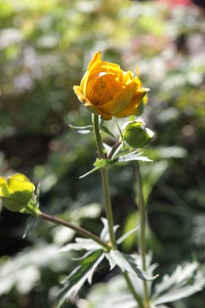 TROLLIUS x cultorum 'Orange Globe'