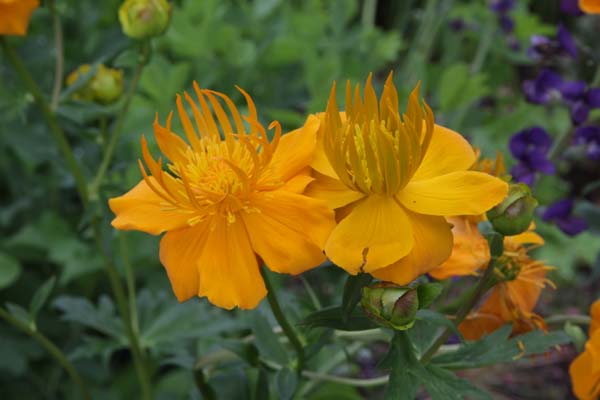 TROLLIUS ircuticus