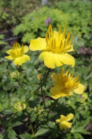 Trollius ircuticus (gele vorm)