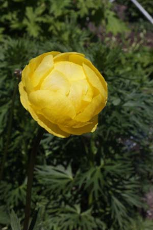 Trollius x cultorum 'Lemon Queen'