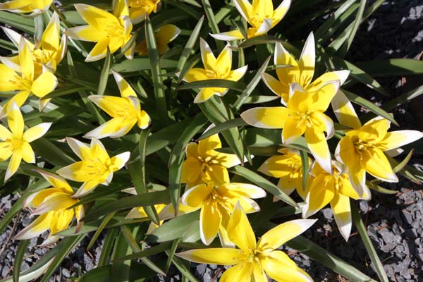 Tulipa