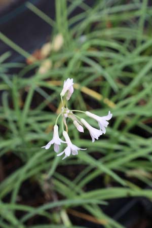 Tulbaghia violacea 'Alba'