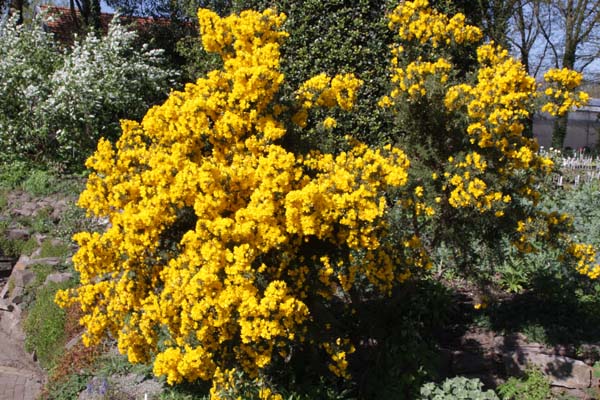 Ulex europaeus 'Flore Pleno'