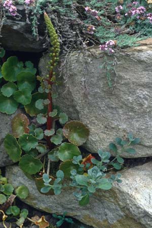 Umbilicus