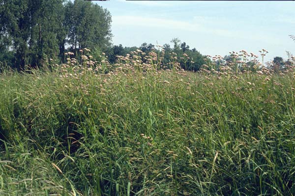 Valeriana officinalis