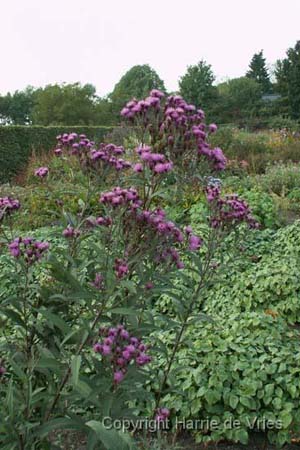 Vernonia