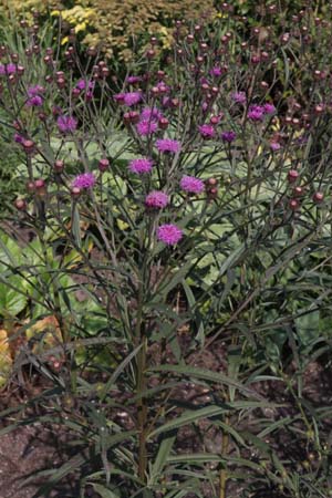 VERNONIA angustifolia hybriden (zaailingen)
