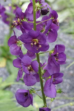 Verbascum