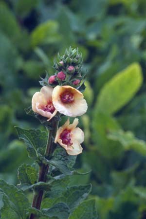VERBASCUM 'Cotswold Queen'