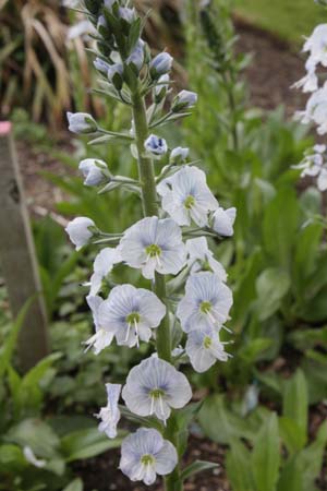 Veronica gentianoides 'Barbara Sherwood'