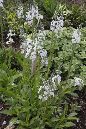 Veronica gentianoides 'Barbara Sherwood'