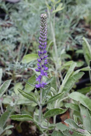 VERONICA incana ssp. pallens