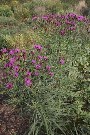 Vernonia lettermannii