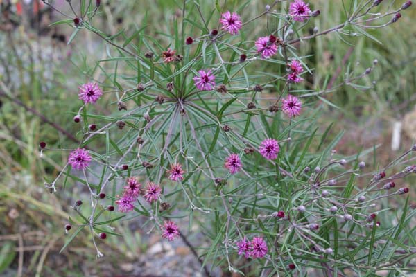 VERNONIA lindheimeri