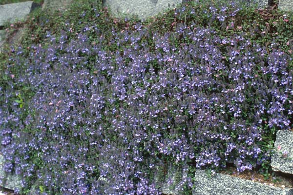 VERONICA liwanensis