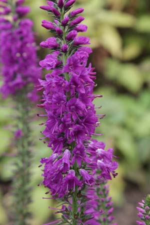 Veronica longifolia 'Eveline'