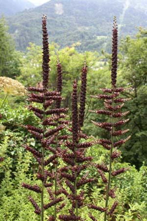 Veratrum nigrum