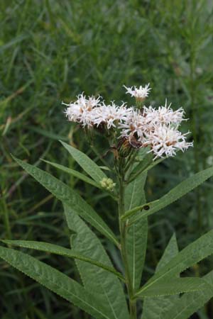 Vernonia noveboracensis 'Albiflora' (White Lightni