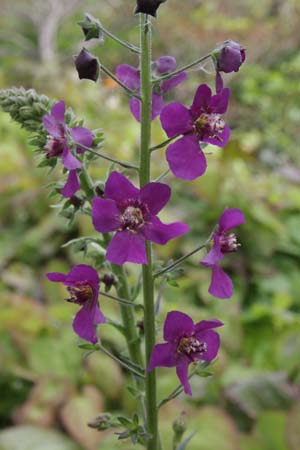 VERBASCUM phoeniceum 'Violetta'