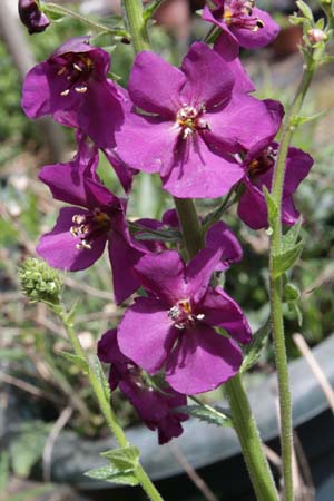 Verbascum phoeniceum 'Violetta'