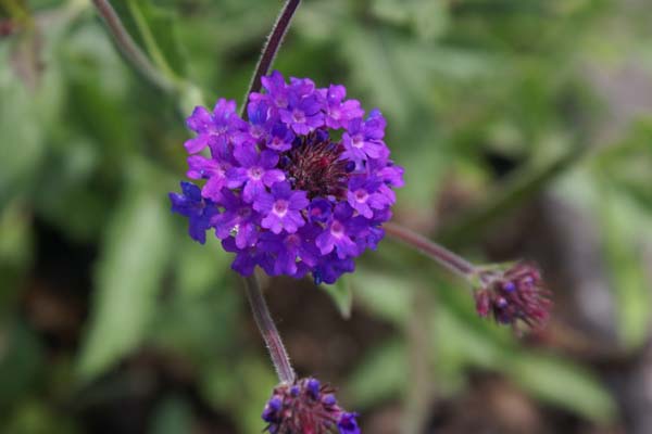 Verbena rigida 'Fliederblau'