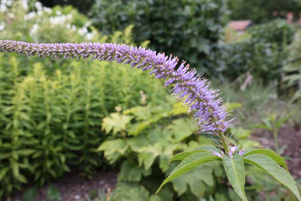 VERONICASTRUM sibiricum 'Okamoto'