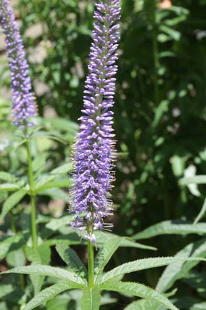 Veronicastrum sibiricum 'Kobaltkaars'