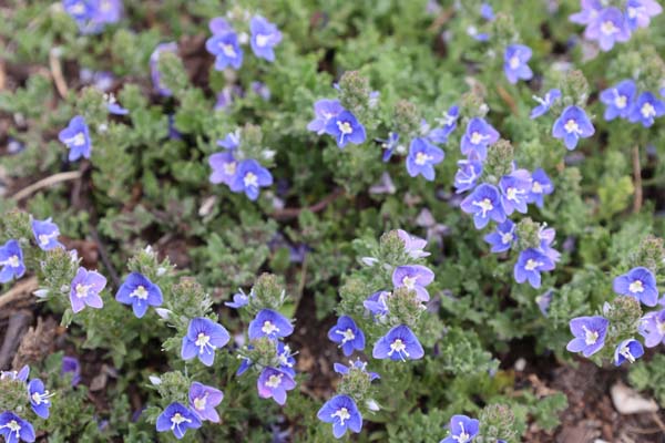 VERONICA 'Tidal Pool'