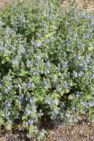 VERONICA chamaedrys subsp. vindobonensis