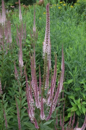 Veronicastrum virginicum 'Erika'