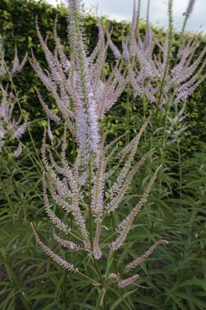 Veronicastrum virginicum 'Lavendelturm'
