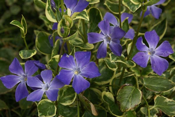Vinca major 'Variegata'