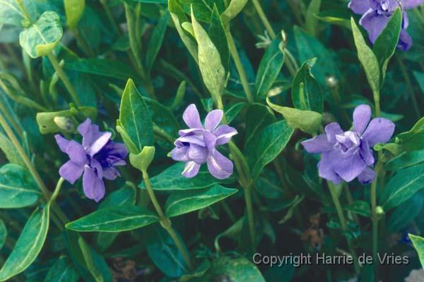 Vinca minor 'Multiplex'