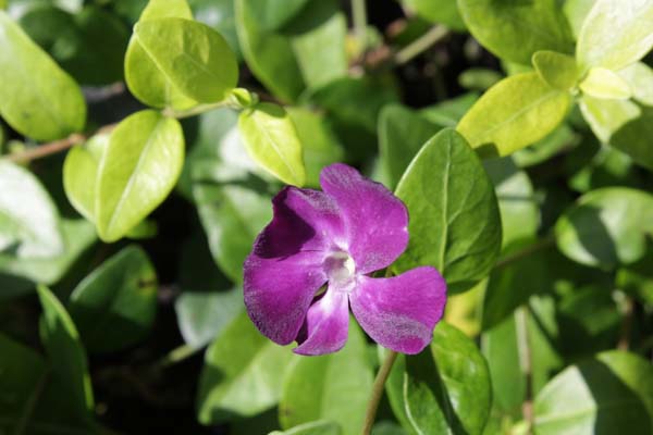 Vinca minor 'Atropurpurea'