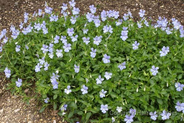 Viola cornuta 'Boughton Blue' ('Belmont Blue')