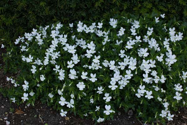 Viola cornuta 'Minor Alba'