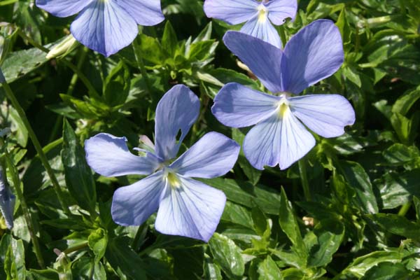 Viola cornuta 'Boughton Blue' ('Belmont Blue')