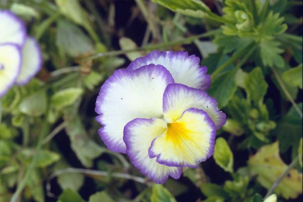 Viola cornuta 'Etain'