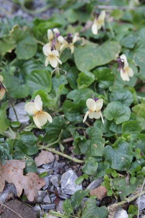 Viola odorata 'Irish Elegance' ('Sulphur.')
