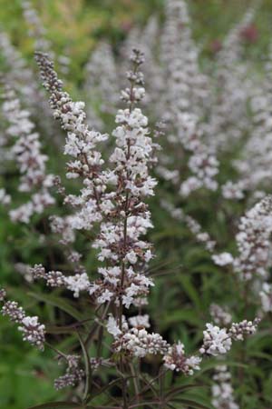 Vitex agnus-castus 'Albus'