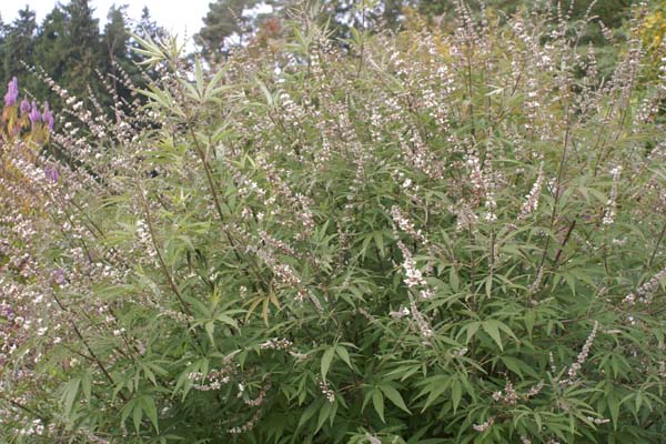 Vitex agnus-castus 'Albus'