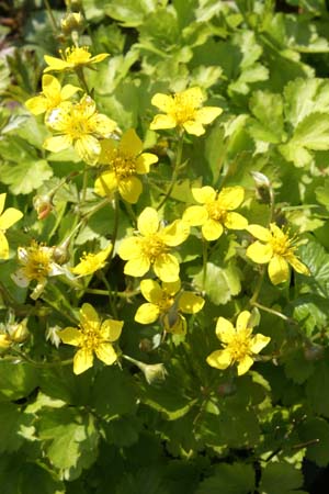 Waldsteinia