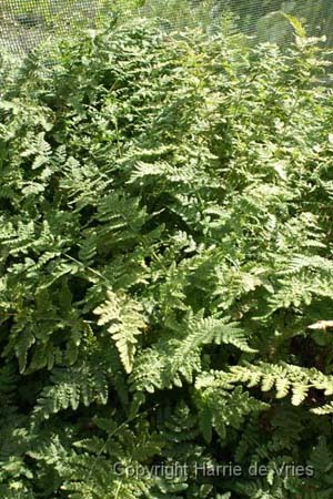 Woodsia